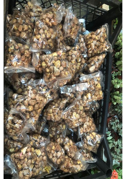 100 Adet Bordo Frezya Çiçeği ( Freesia ) Soğanı Mis Kokulu Katmerli