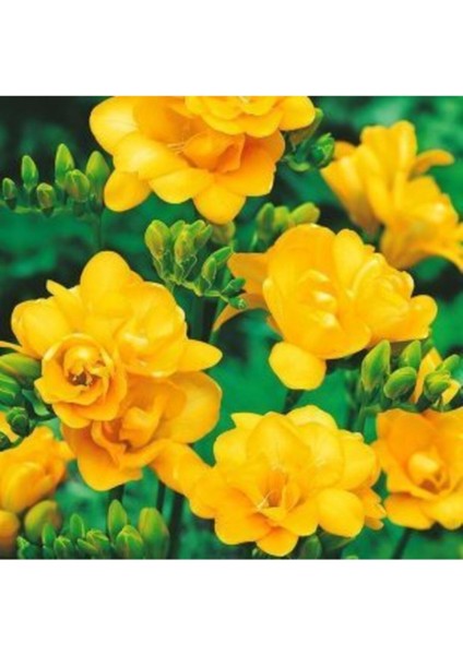 45 Adet Sarı Frezya Çiçeği ( Freesia ) Soğanı Mis Kokulu Katmerli