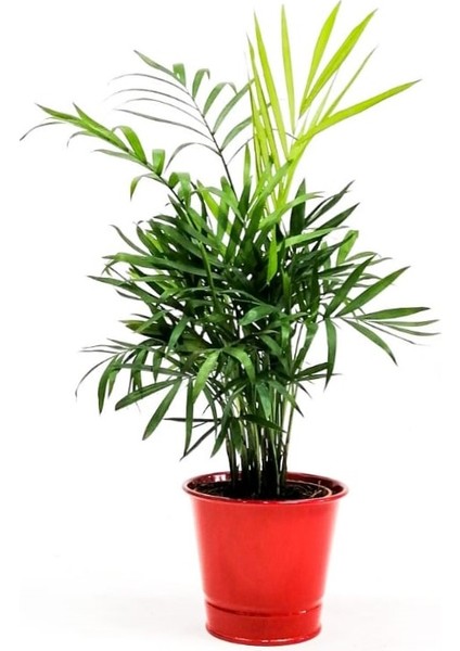 Dağ Palmiyesi - Chamaedorea Elegans Kırmızı Dekoratif Saksılı 40-50cm