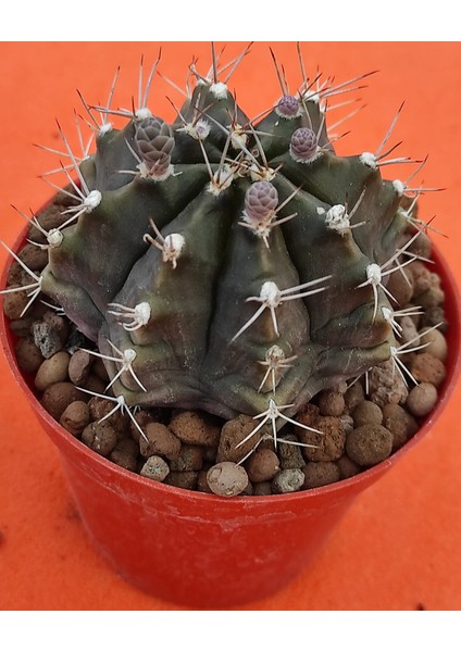 Gymnocalycium Mihanovichii-8,5 cm Saksı-Ref 06C/456