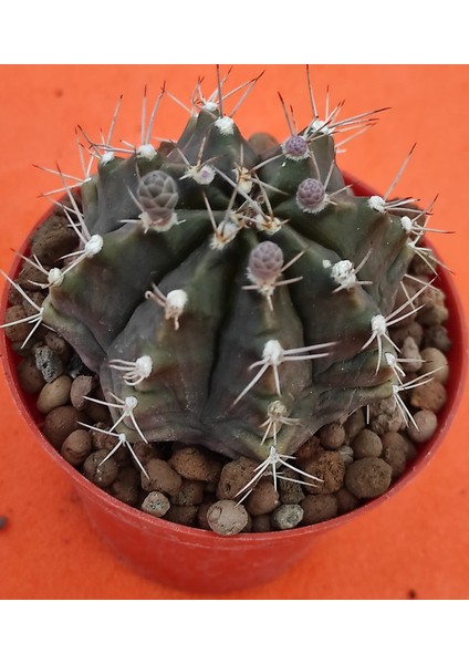 Gymnocalycium Mihanovichii-8,5 cm Saksı-Ref 06C/456