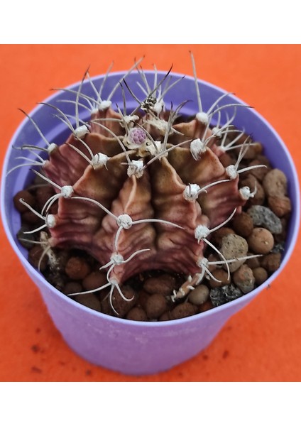 Gymnocalycium Mihanovichii-8,5 cm Saksı-Ref 06C/456