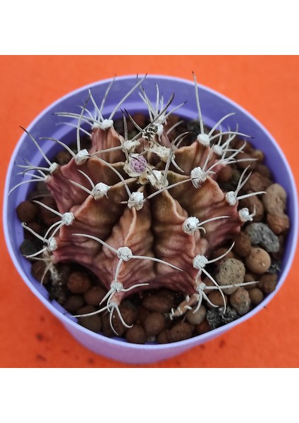 Gymnocalycium Mihanovichii-8,5 cm Saksı-Ref 06C/456