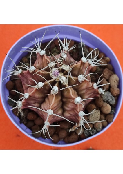 Gymnocalycium Mihanovichii-8,5 cm Saksı-Ref 06C/456