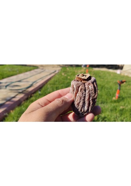 Cennet Hurması 500GR fiyatları