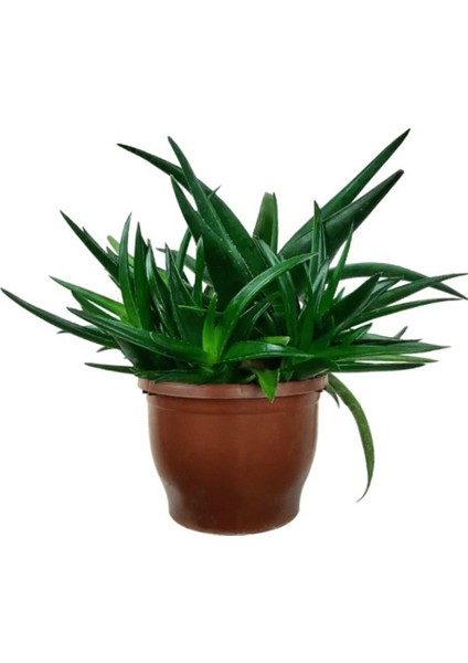 Sukulent Aloe Brevifolia