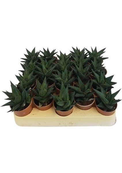 Sukulent Haworthia Limofolia x 20 Ad