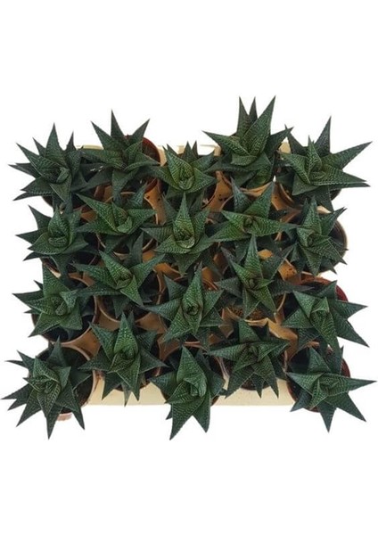 Sukulent Haworthia Limofolia x 20 Ad