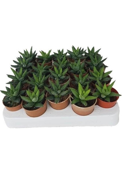 Sukulent Haworthia Pumila x 20 Ad