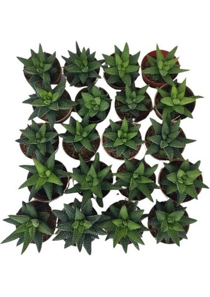 Sukulent Haworthia Pumila x 20 Ad fiyatları