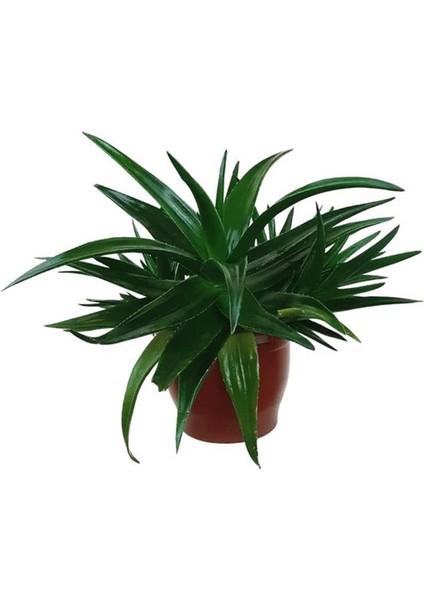 Sukulent Aloe Brevifolia