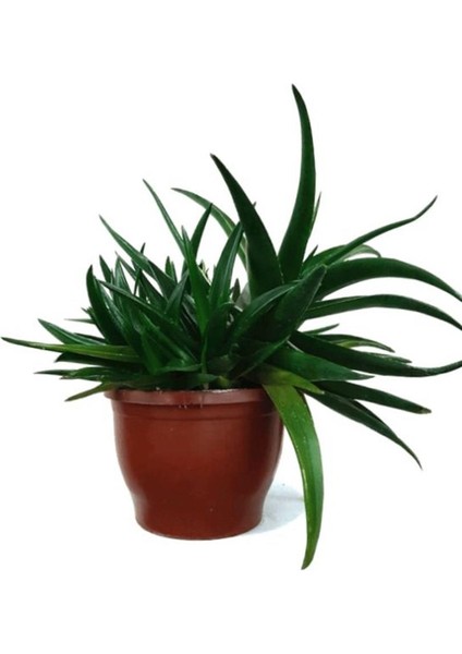 Sukulent Aloe Brevifolia