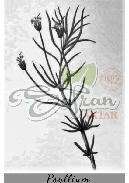 Karnıyarık Otu Tohumu 100 gr modelleri