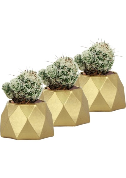Mini Çiçek Saksı Küçük Sukulent Kaktüs Saksısı 3'lü Set Mini Poly 1 Model
