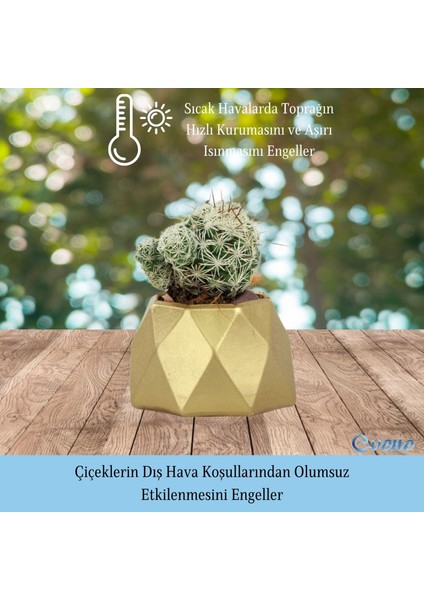 Mini Çiçek Saksı Küçük Sukulent Kaktüs Saksısı 3'lü Set Mini Poly 1 Model