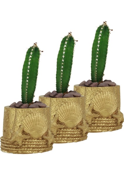 Mini Çiçek Saksı Küçük Sukulent Kaktüs Saksısı 3'lü Set Deniz Yıldızlı Kabuklu Model