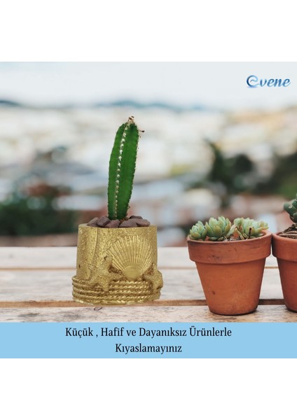 Mini Çiçek Saksı Küçük Sukulent Kaktüs Saksısı 3'lü Set Deniz Yıldızlı Kabuklu Model