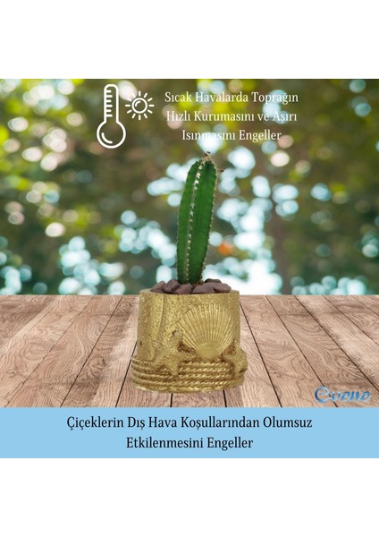 Mini Çiçek Saksı Küçük Sukulent Kaktüs Saksısı 3'lü Set Deniz Yıldızlı Kabuklu Model
