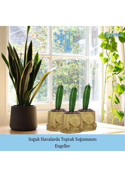 Mini Çiçek Saksı Küçük Sukulent Kaktüs Saksısı 3'lü Set Deniz Yıldızlı Kabuklu Model