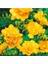 45 Adet Sarı Frezya Çiçeği ( Freesia ) Soğanı Mis Kokulu Katmerli 1