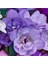 8 Adet Mor Frezya Çiçeği ( Freesia ) Soğanı Mis Kokulu Katmerli 1