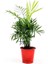 Dağ Palmiyesi - Chamaedorea Elegans Kırmızı Dekoratif Saksılı 40-50cm 1