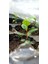 Aronya Aronia Fidan Viyol Boy Toptan 3