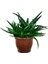 Sukulent Aloe Brevifolia 1
