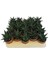 Sukulent Haworthia Limofolia x 20 Ad 1