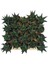 Sukulent Haworthia Limofolia x 20 Ad 2