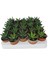 Sukulent Haworthia Pumila x 20 Ad 1