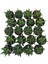 Sukulent Haworthia Pumila x 20 Ad 2