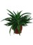 Sukulent Aloe Brevifolia 2