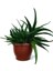 Sukulent Aloe Brevifolia 3