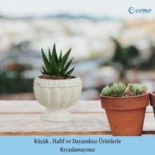 Evene Mini Çiçek Saksı Küçük Sukulent Kaktüs Saksısı Antika Vazo Model