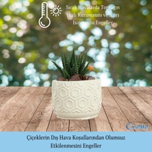 Evene Mini Çiçek Saksı Küçük Sukulent Kaktüs Saksısı Altıgen Desenli Model
