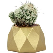 Evene Mini Çiçek Saksı Küçük Sukulent Kaktüs Saksısı Mini Poly 1 Model