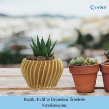 Evene Mini Çiçek Saksı Küçük Sukulent Kaktüs Saksısı Derin Çizgili Spiral Model