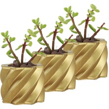 Evene Mini Çiçek Saksı Küçük Sukulent Kaktüs Saksısı 3'lü Set Kalın Çizgili Yıldız Model