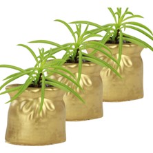 Evene Mini Çiçek Saksı Küçük Sukulent Kaktüs Saksısı 3'lü Set Kese Model