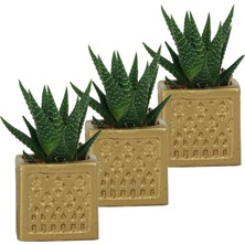 Evene Mini Çiçek Saksı Küçük Sukulent Kaktüs Saksısı 3'lü Set Mini Kare Model