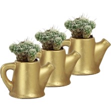 Evene Mini Çiçek Saksı Küçük Sukulent Kaktüs Saksısı 3'lü Set Mini Çaydanlık Model