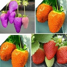 Day 50 Adet 5 Farklı Karışık Renk Çilek Tohumu + 10 Adet Süs Yoncası Çiçek Tohumu