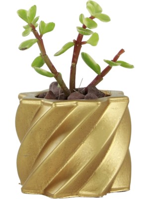 Evene Mini Çiçek Saksı Küçük Sukulent Kaktüs Saksısı Kalın Çizgili Yıldız Model