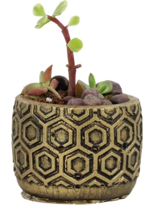 Evene Mini Çiçek Saksı Küçük Sukulent Kaktüs Saksısı Altıgen Desenli Model