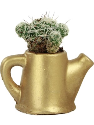 Evene Mini Çiçek Saksı Küçük Sukulent Kaktüs Saksısı Mini Çaydanlık Model