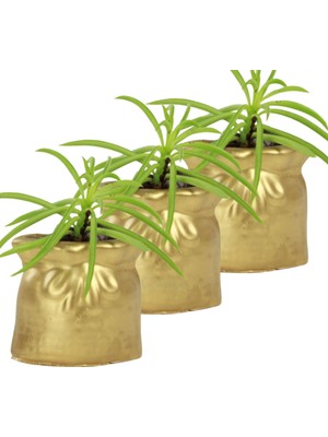 Evene Mini Çiçek Saksı Küçük Sukulent Kaktüs Saksısı 3'lü Set Kese Model