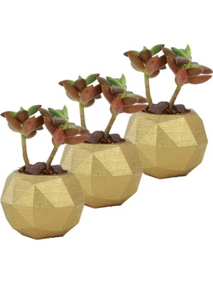 Evene Mini Çiçek Saksı Küçük Sukulent Kaktüs Saksısı 3'lü Set Mini Poly Silindir Model