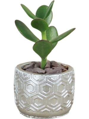 Evene Mini Çiçek Saksı Küçük Sukulent Kaktüs Saksısı Altıgen Desenli Model