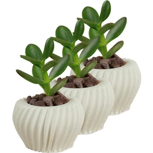 Mini Çiçek Saksı Küçük Sukulent Kaktüs Saksısı 3'lü Set Derin Çizgili Spiral Model